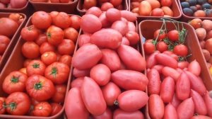 САМЫЕ УРОЖАЙНЫЕ СИБИРСКИЕ СОРТА ТОМАТОВ. ПЕТРУША ОГОРОДНИК. №7.