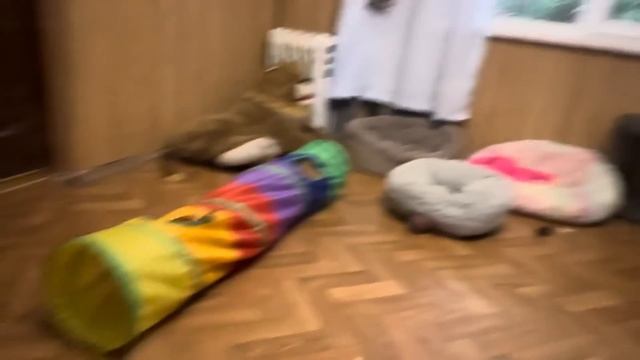 Влада нет и я решила сама ИСКУПАТЬ всех питомцев, первая под раздачу попала конечно грязнуля Анфиса) смотреть онлайн