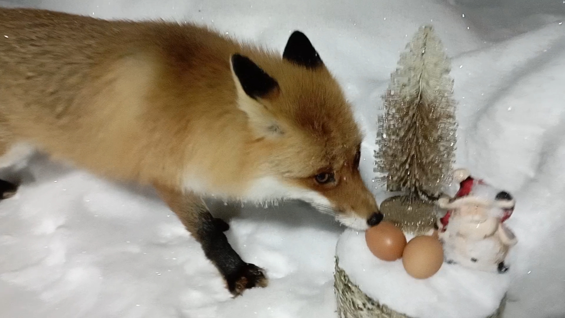 (1212) Лиса приходит в гости. Январь 2026 смотреть онлайн