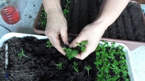 ПИКИРУЮ ТОМАТЫ СОРТА ПЕТРУША ОГОРОДНИК №7. 2018 год.