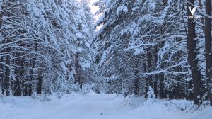 Иногда мы не замечаем красоту зимы в повседневной суете. Но мы отправились в Ёлкино, чтобы показа...