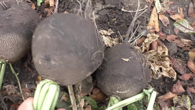 Черная редька описание, опыт выращивания. смотреть онлайн