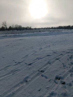 снежное гуляние