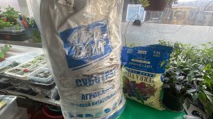 Готовимся к выращиванию томатов, тестируем почвогрунт.