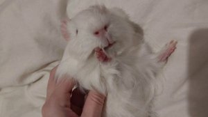 Пушистое счастье