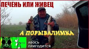 Куриная печень или живец. А порыбалимка 7-й выпуск 25г.