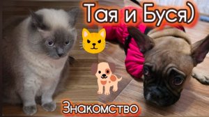Как кошка с собакой. Таюша Плюша и Буся. Знакомство. Тайская КОШКА. Французская бульдожка. Хвостики