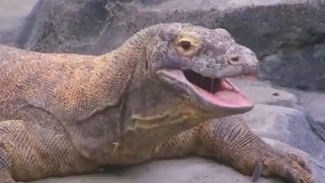 Кто победит: крокодил или комодский варан? смотреть онлайн