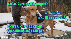 ОХОТА С РУССКИМИ ГОНЧИМИ НА ЗАЙЦА. ч.п\ч Сигнал(Плакуня) и Лайма вл. Шатров В.А.#охота#топ#hunting