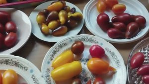 Томаты Черри, томаты Коктельного типа.  т. 89229284031