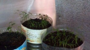 ЭКСПЕРЕМЕНТНАЯ ЗЕЛЕНЬ В НОВОМ СТЕЛАЖЕ.