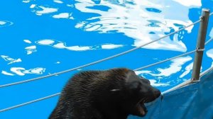 ВИДЕО  ПВН  ББ   (1462)