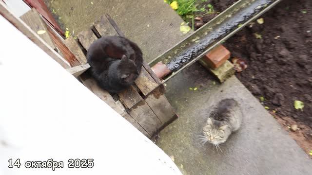 Морда и Жиробас. смотреть онлайн