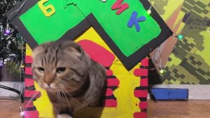 Новый домик для Барсика!