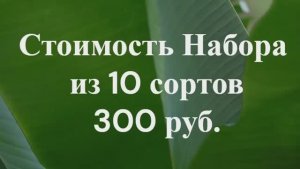 СКИДКИ на СЕМЕНА! Набор семян томатов № 2. т. 89229284031