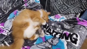 Барон поздравляет с Новым 2026 годом ! #рыжийкот #котбарон #мейнкун