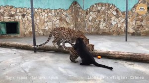 Леопардовое нападение на мандарин. Тайган. 2018