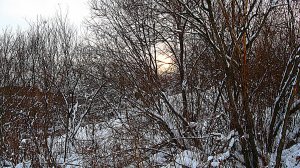 Прогулка по лесу