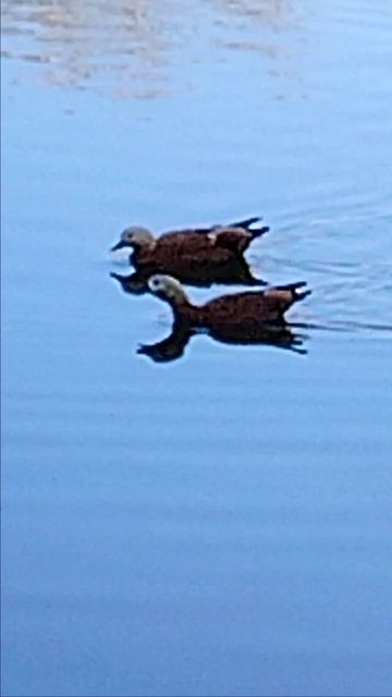 Борьба за территорию