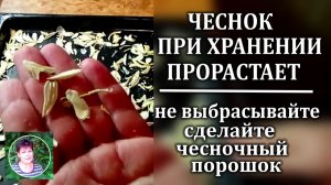 Как спасти проросший чеснок: делаем домашнюю специю-чесночный порошок. Лучше магазинной!