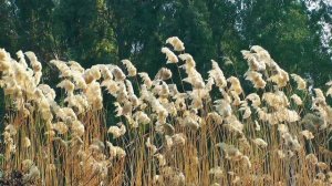 Тростниковый ветер  - Cinematic House music двухчасовой сборник инструментальной музыки для релакса