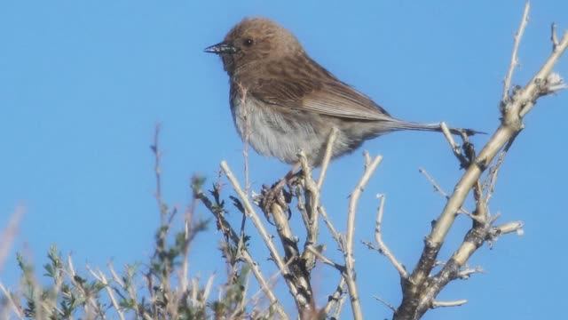 Звук природы: завораживающее пение Завирушки лесной на опушке леса смотреть онлайн