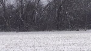 Охота на зайца с собаками сезон2025-2026г (29 часть)