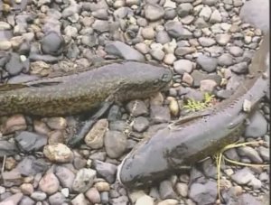 Почему отличаются по окраске, обитающие в реке Енисей, экземпляры Обыкновенного налима — Lota lota ?