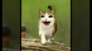 Малыш миомл! но его...