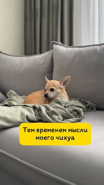 #пэпэ #фаа #шнейне в голове чихуахуа смотреть онлайн