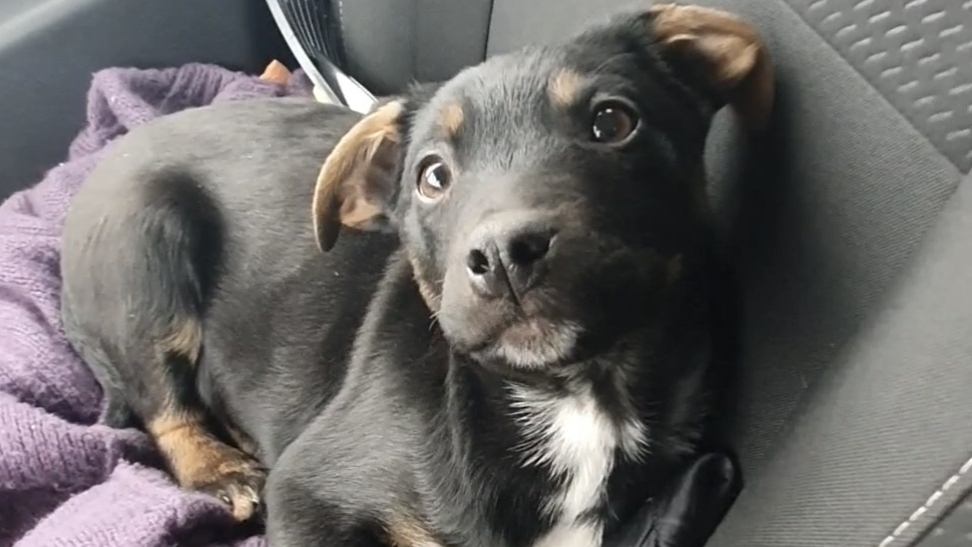 Обвели вокруг пальца смотреть онлайн