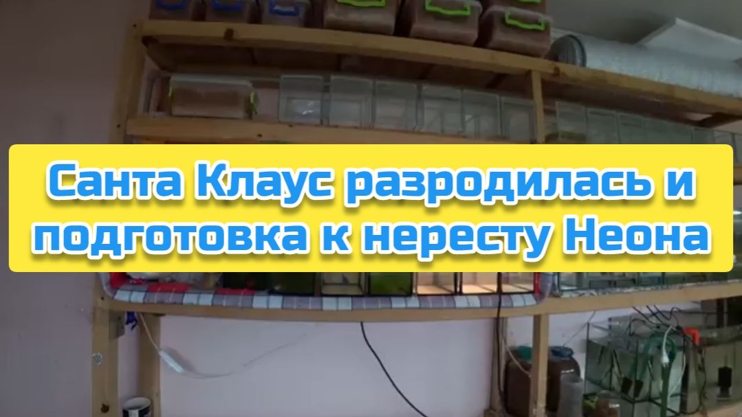 Санта Клаус разродилась и подготовка к нересту Неона смотреть онлайн