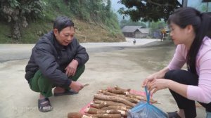 Сбор крупных клубней маниоки на склоне холма и их продажа на местном сельском рынке.