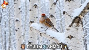 Птицы зимой в лесу 🐦⬛🦉🦅 видео для отдыха душой 🌲(10)