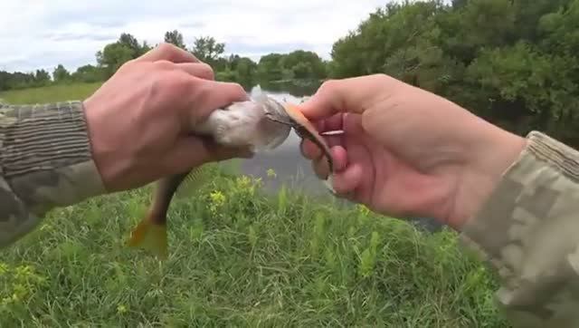ОКУНЬ ТОЛЩЕ ЩУКИ! Рыбалка со спиннингом на красивой лесной реке. смотреть онлайн