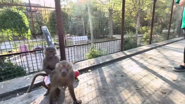 Снять с злой Люськи памперсы это еще та задача, Владу даже пришлось выйти из вольера! смотреть онлайн