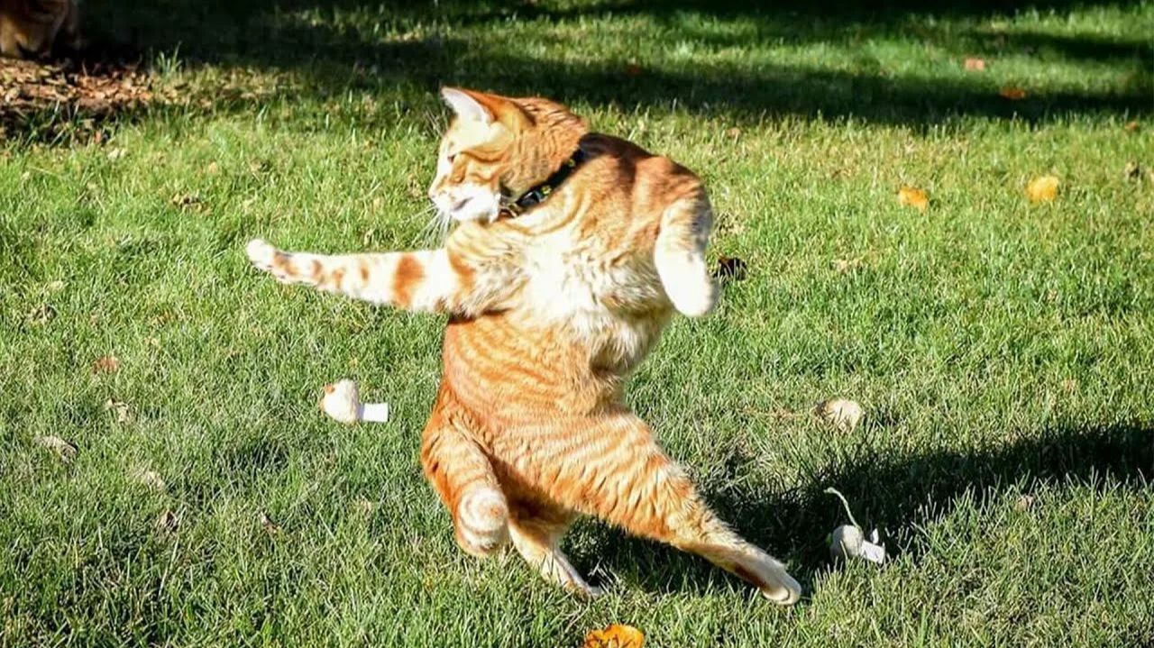 СМЕШНО ДО СЛЕЗ 😹😍 СМЕШНЫЕ КОТЫ, ЛУЧШИЕ ПРИКОЛЫ С КОТАМИ, СОБАКАМИ КОШКИ,СОБАКИ , ЖИВОТНЫЕ 🥰 смотреть онлайн