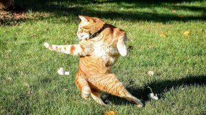 СМЕШНО ДО СЛЕЗ 😹😍 СМЕШНЫЕ КОТЫ, ЛУЧШИЕ ПРИКОЛЫ С КОТАМИ, СОБАКАМИ КОШКИ,СОБАКИ , ЖИВОТНЫЕ 🥰