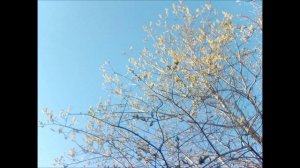 Отрок Иисус во храме.