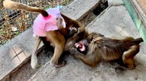 Вот это да! Люська ОЧЕНЬ ЖЕСТКО наказывает Степку за его агрессию по отношению к Тосе!!!