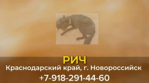 Пропала собака! РИЧ. Краснодарский край,  г. Новороссийск