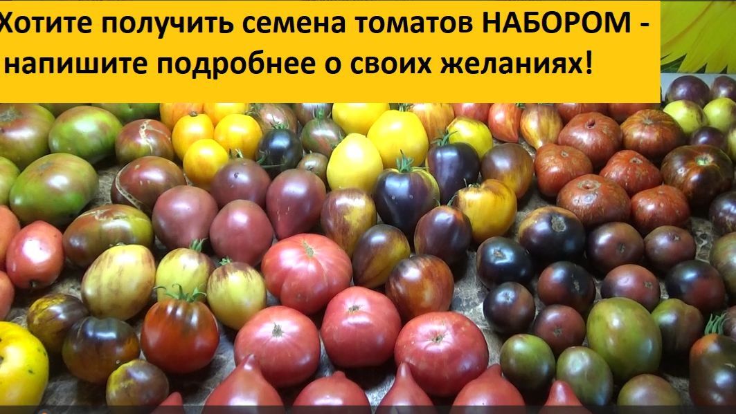 Отвечаю на вопросы зрителей о заказах семян томатов набором. 2 января 2026 года. смотреть онлайн