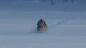 Зимняя прогулка с бретоном