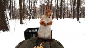 Две голодные милые белки