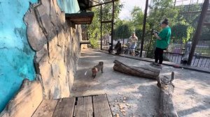 Люся наигралась в маму и начинает уже тикать, но Тося НЕ СДАЕТСЯ, от нее еще никто не ушел)))