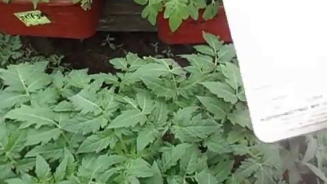 ОЧЕНЬ ХОРОШИЙ СОРТ ТОМАТА   ПЕТРУША ОГОРОДНИК. №7. 14 апреля 2017 года. смотреть онлайн