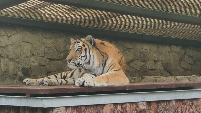 Ленинградский зоопарк.