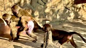 СМЕХ!!! Тося вскочила Люсе на спину и вцепилась мертвой хваткой, Люся аж закружилась на месте!