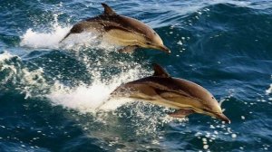 Дельфиниада