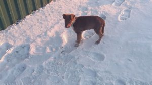 Так мы познакомились с Будулаем-Сын принёс подарки :)